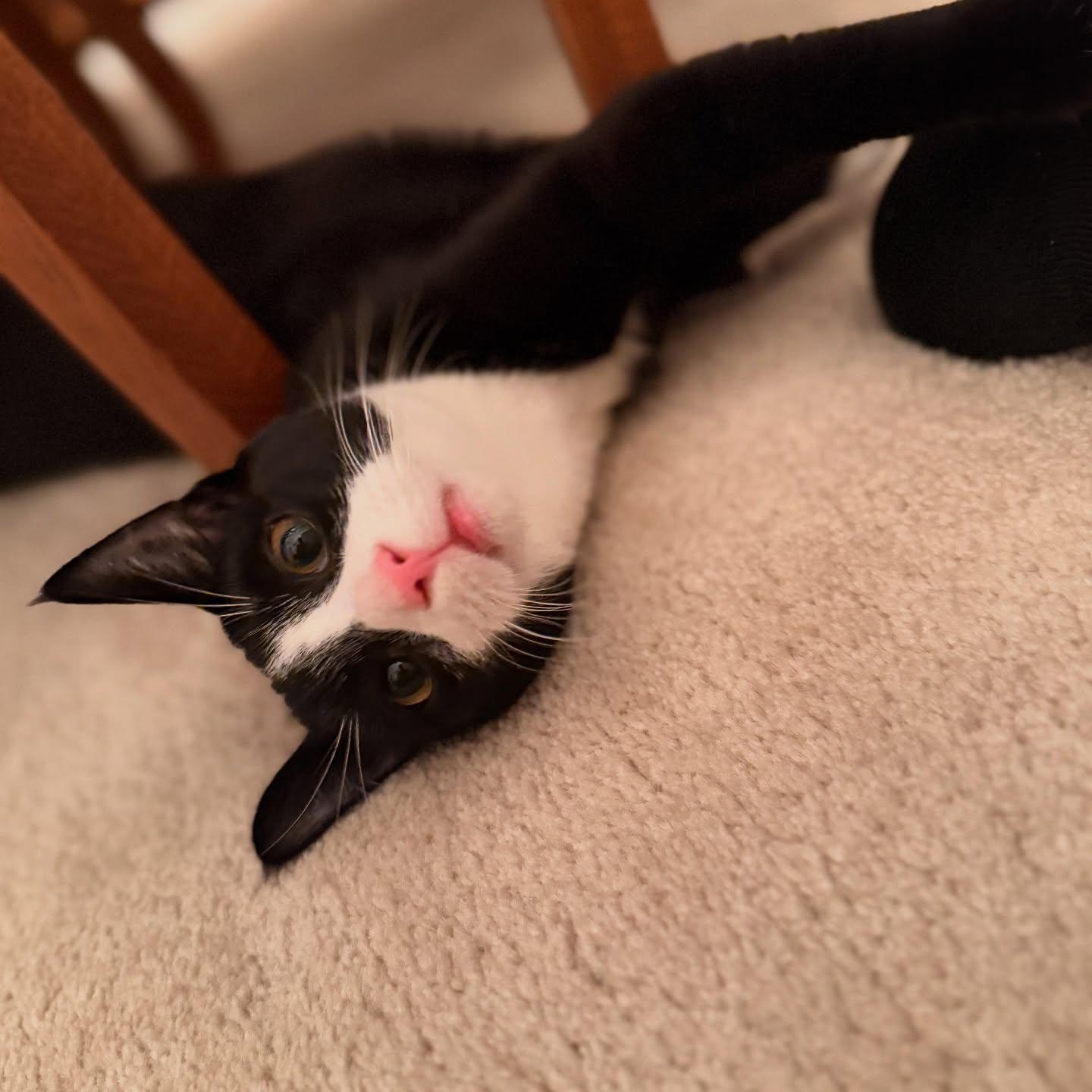 Enlarge Oreo & Simon (FeLV+ Regressive), a Adoptable Domestic Short Hair in McDonald, PA image 4/4