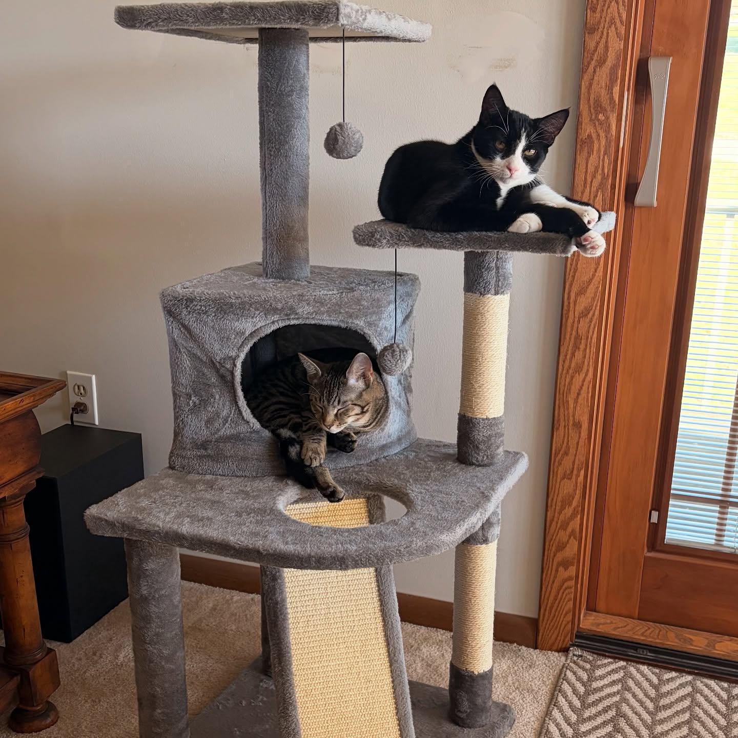 Enlarge Oreo & Simon (FeLV+ Regressive), a Adoptable Domestic Short Hair in McDonald, PA image 1/4