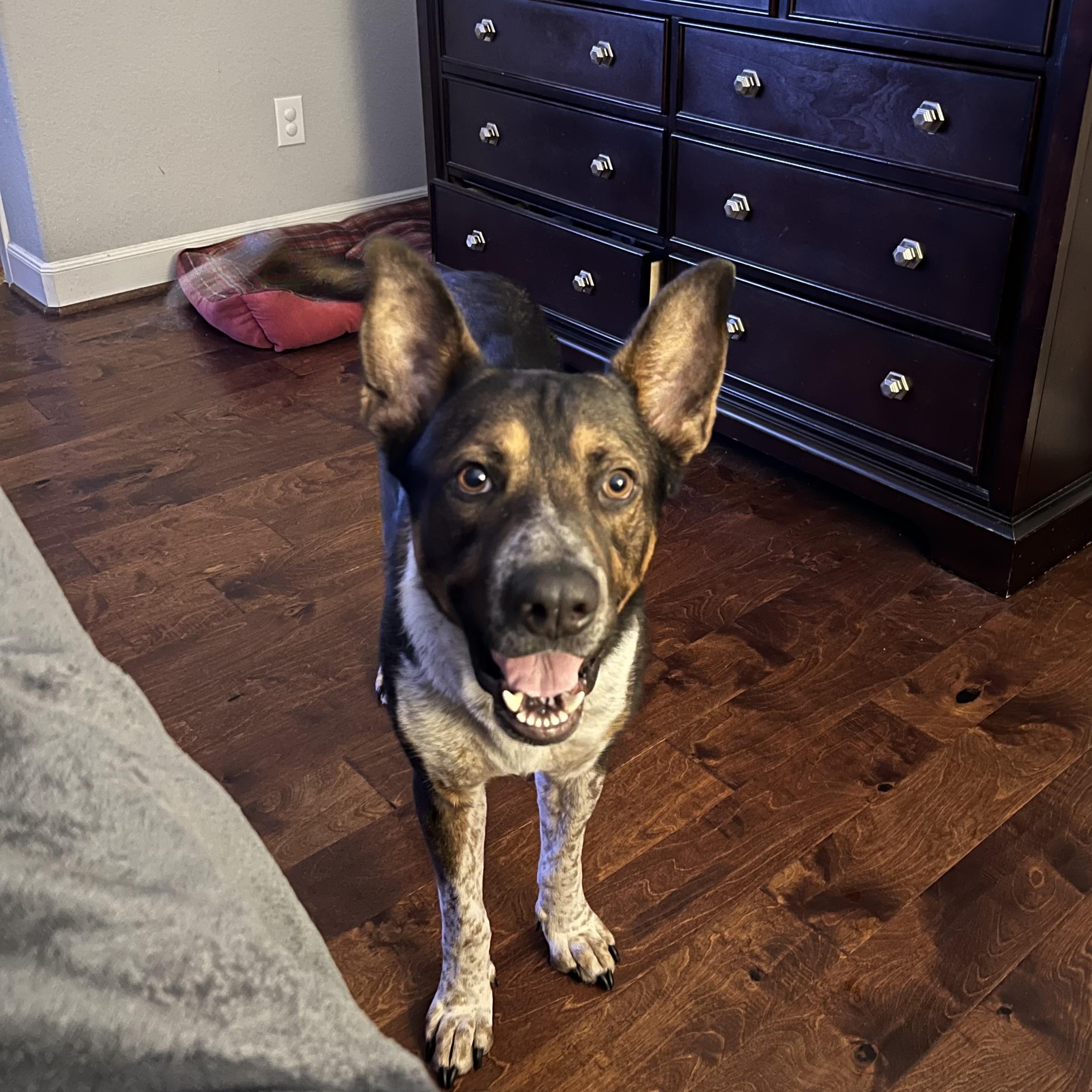 Enlarge Mojo, a Adoptable mixed breed in Grand Rapids, MI image 1/5