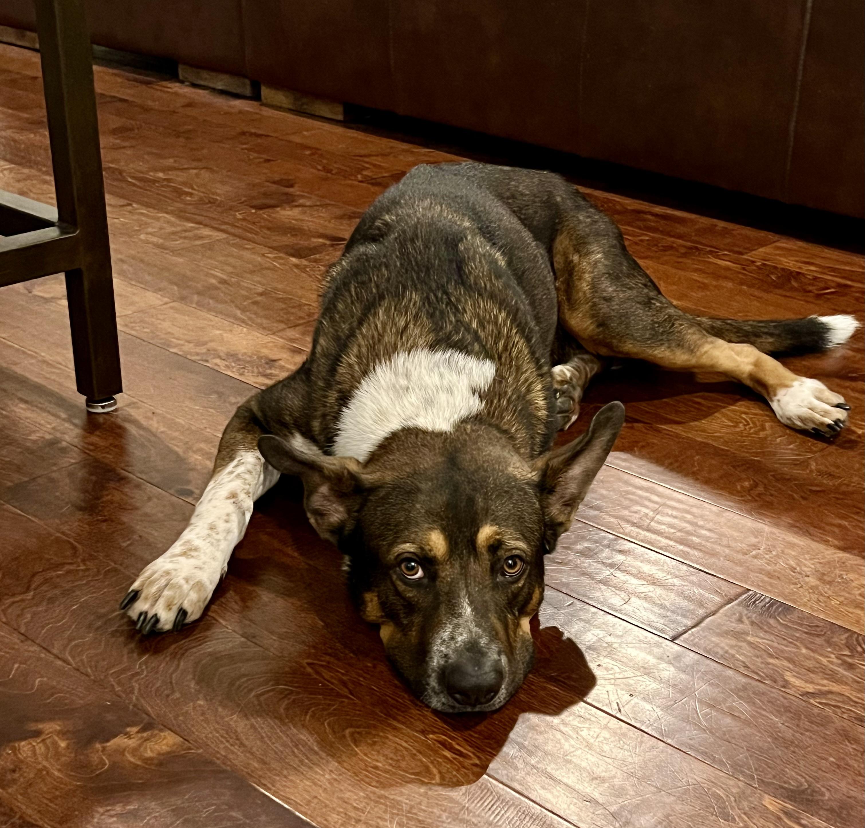 Enlarge Mojo, a Adoptable mixed breed in Grand Rapids, MI image 2/5