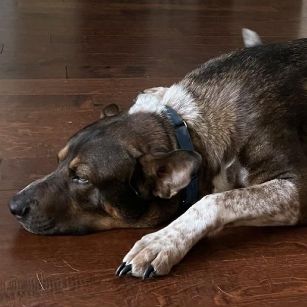 Enlarge Mojo, a Adoptable mixed breed in Grand Rapids, MI image 4/5