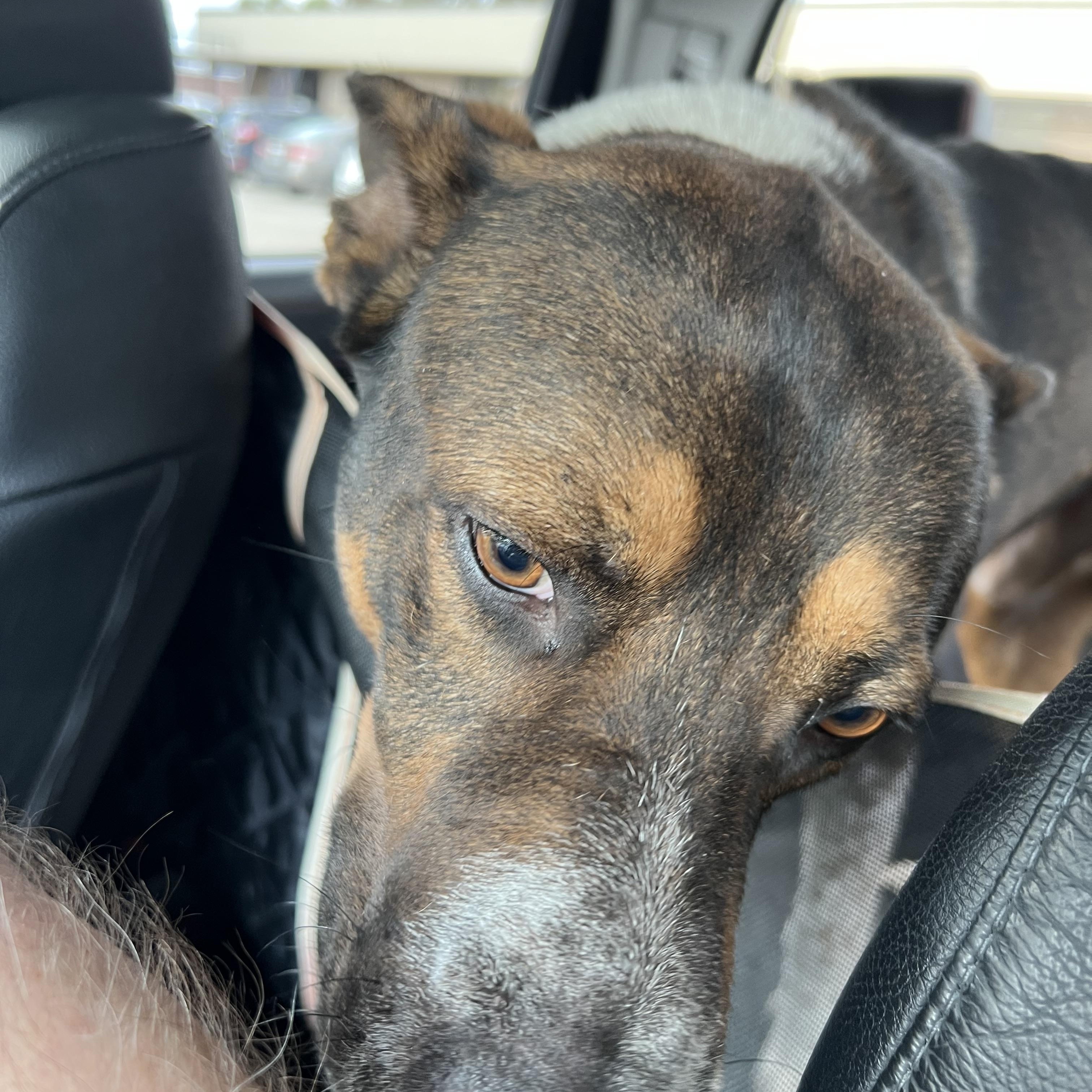 Enlarge Mojo, a Adoptable mixed breed in Grand Rapids, MI image 5/5
