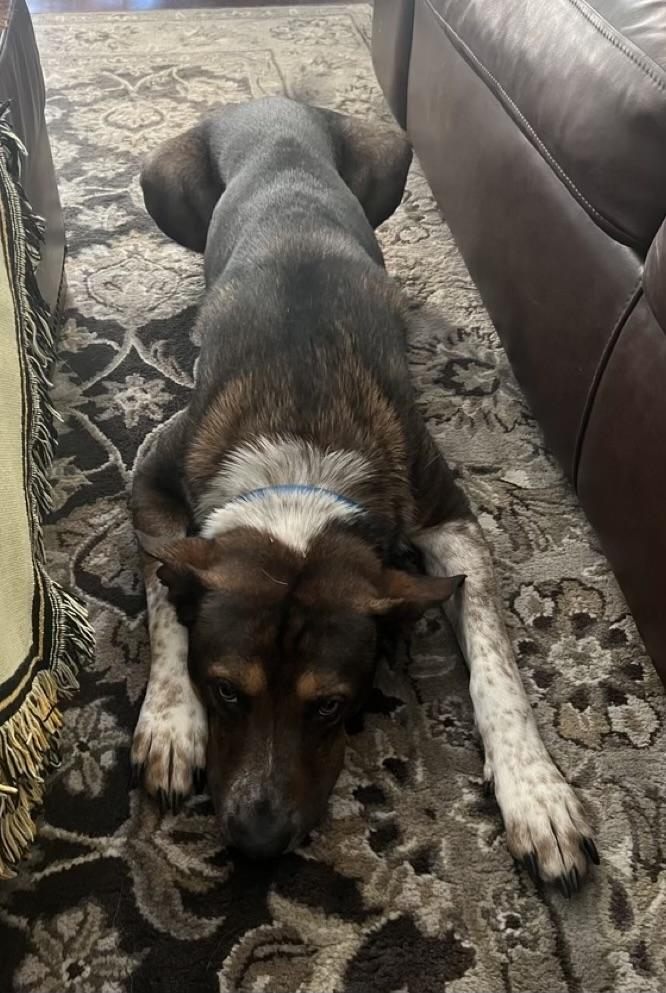 Enlarge Mojo, a Adoptable mixed breed in Grand Rapids, MI image 3/5