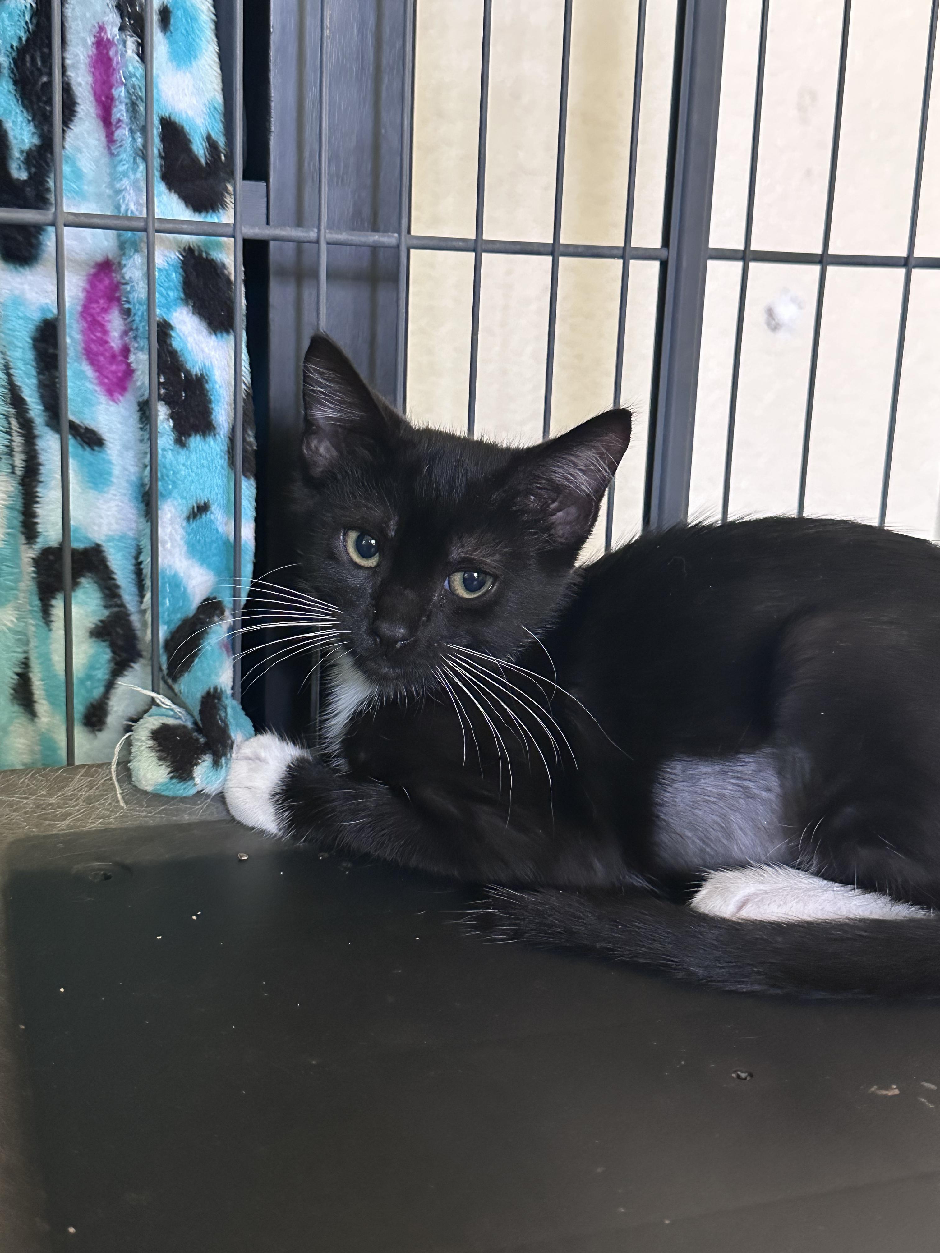 Taco, a ADOPTABLE Domestic Short Hair in Elk Grove, CA image 2/2