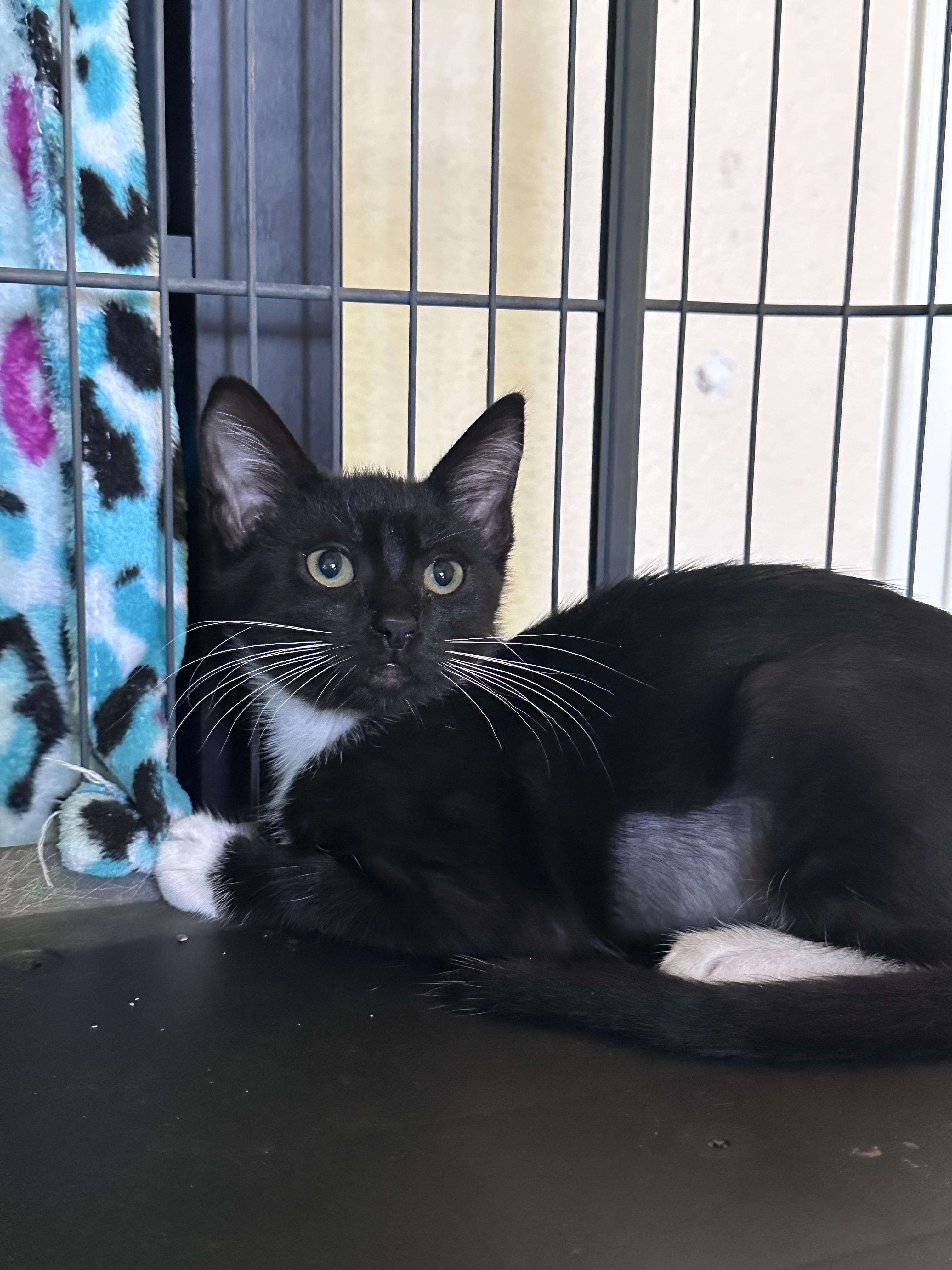 Taco, a ADOPTABLE Domestic Short Hair in Elk Grove, CA image 1/2