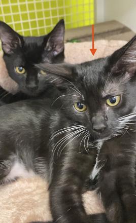 Taco, a ADOPTABLE Domestic Short Hair in Elk Grove, CA image 2/3
