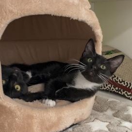 Taco, a ADOPTABLE Domestic Short Hair in Elk Grove, CA image 1/3