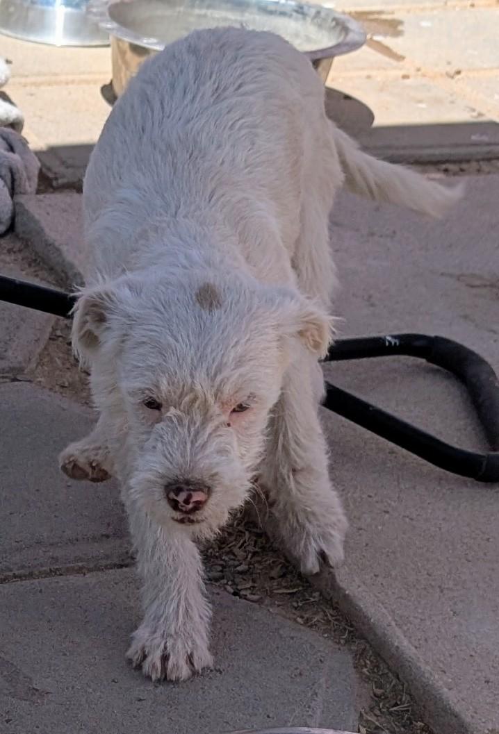 Enlarge Piglet , a ADOPTABLE mixed breed in Saint David, AZ image 3/4