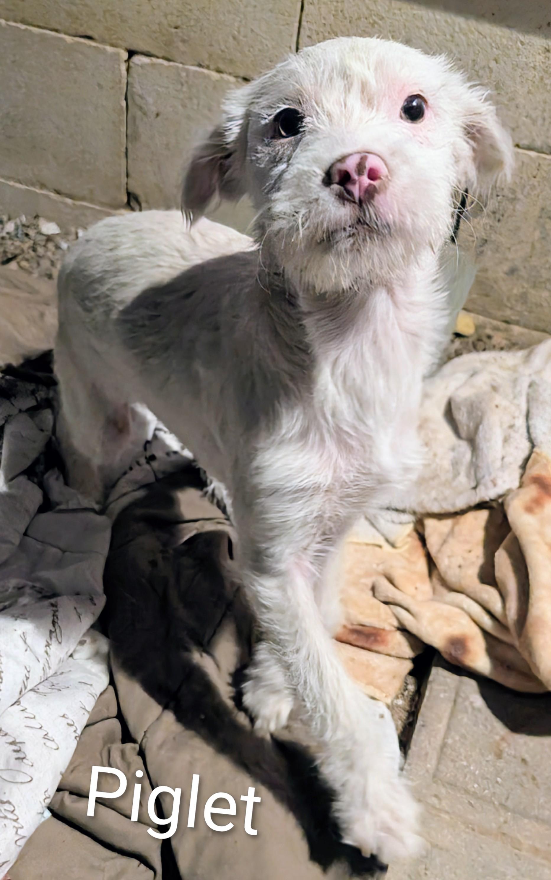 Enlarge Piglet , a ADOPTABLE mixed breed in Saint David, AZ image 4/4