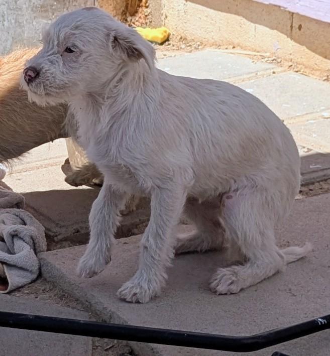 Enlarge Piglet , a ADOPTABLE mixed breed in Saint David, AZ image 2/4