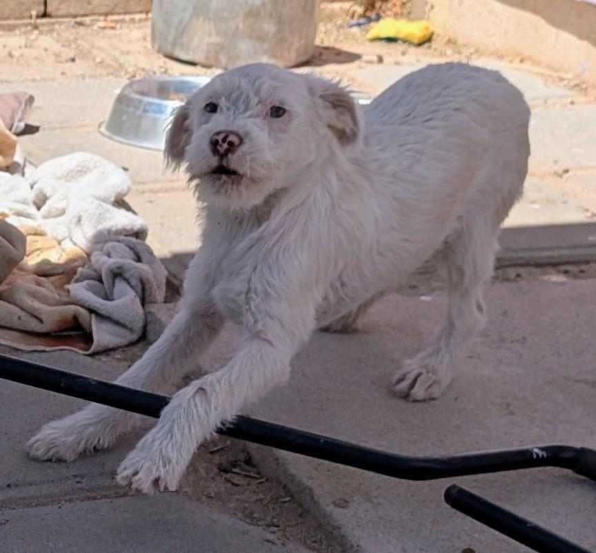 Enlarge Piglet , a ADOPTABLE mixed breed in Saint David, AZ image 1/4
