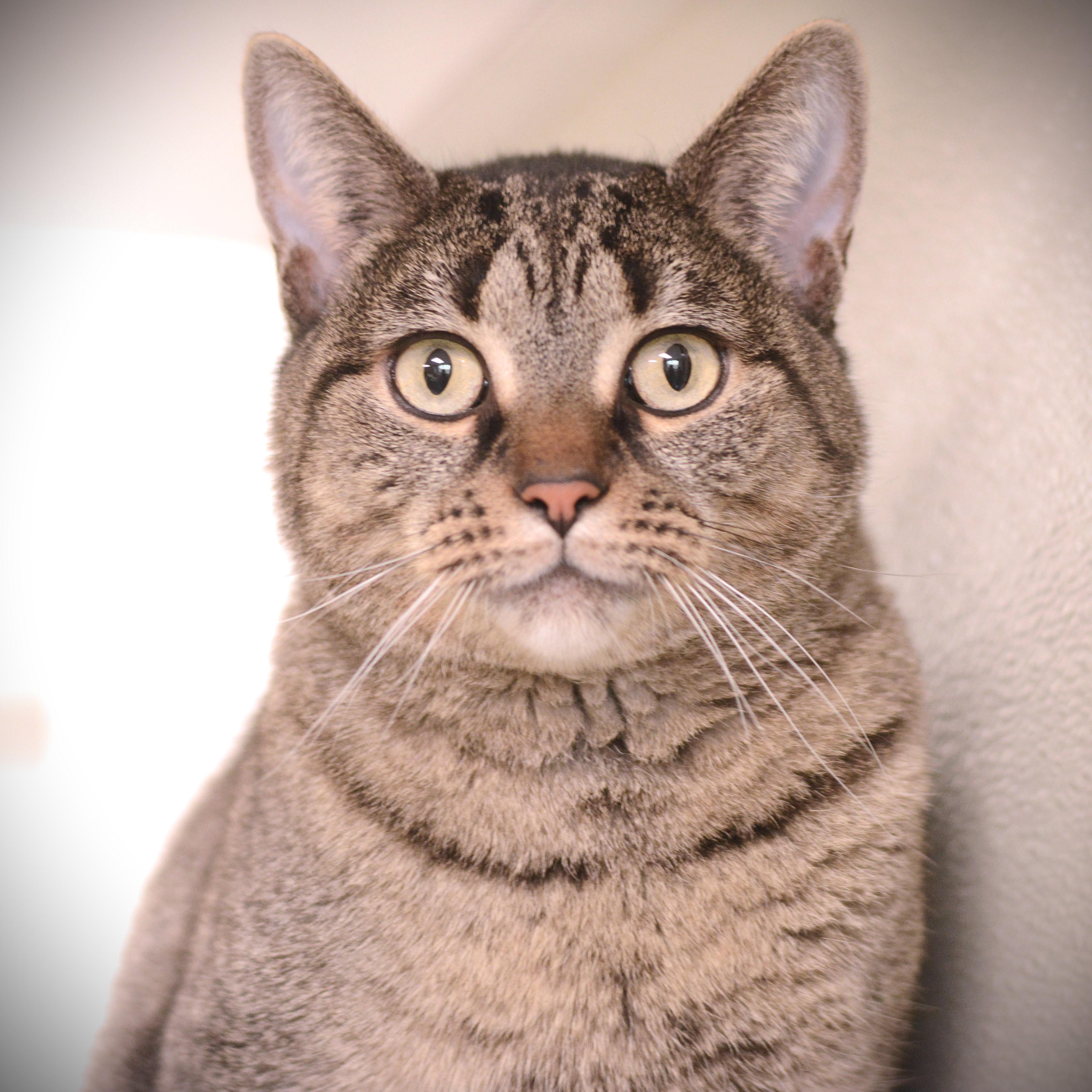 Beya, ADOPTABLE, Adult Female Domestic Short Hair.