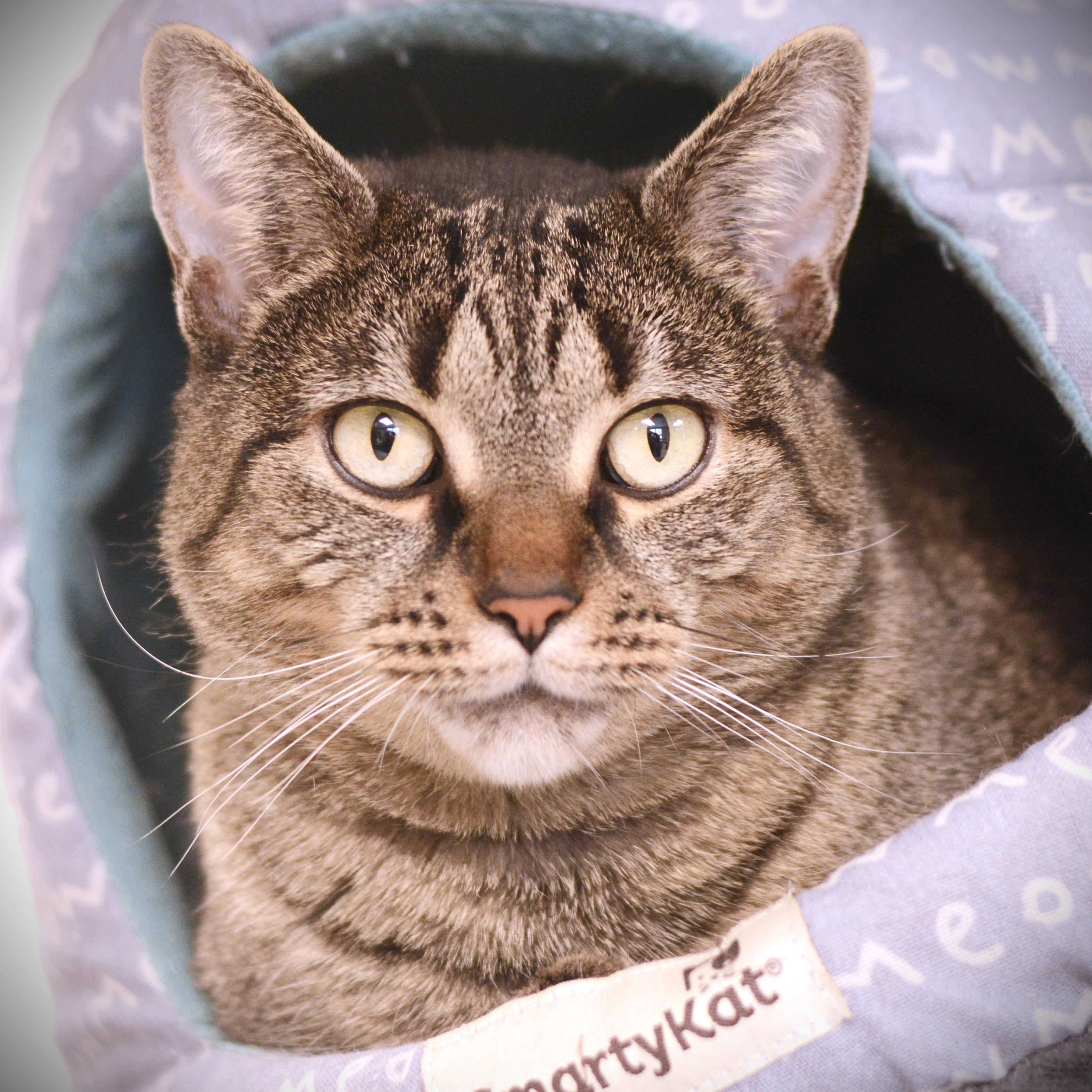 Beya, ADOPTABLE, Adult Female Domestic Short Hair.