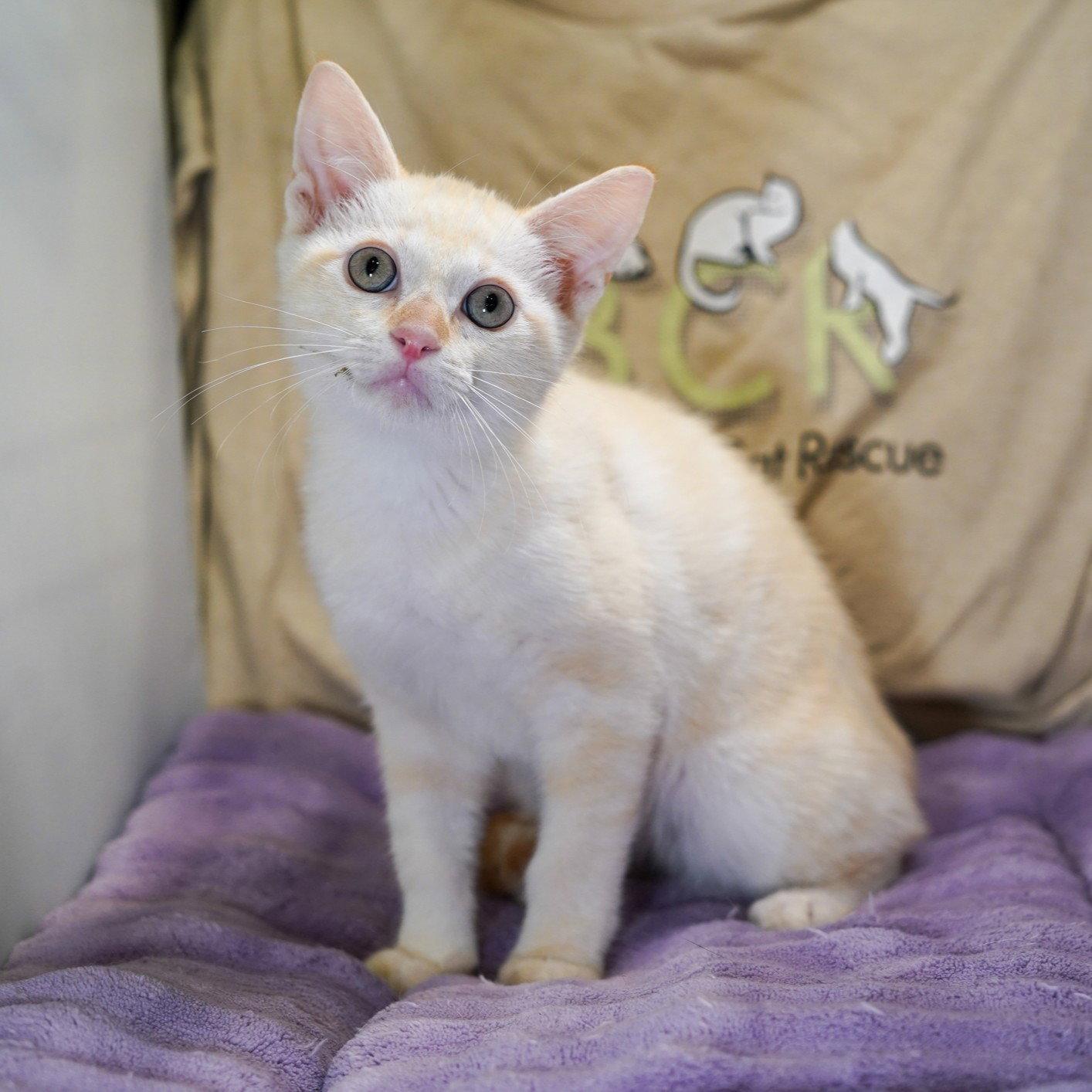 Goldie, Adoptable, Kitten Male Siamese & Domestic Short Hair.