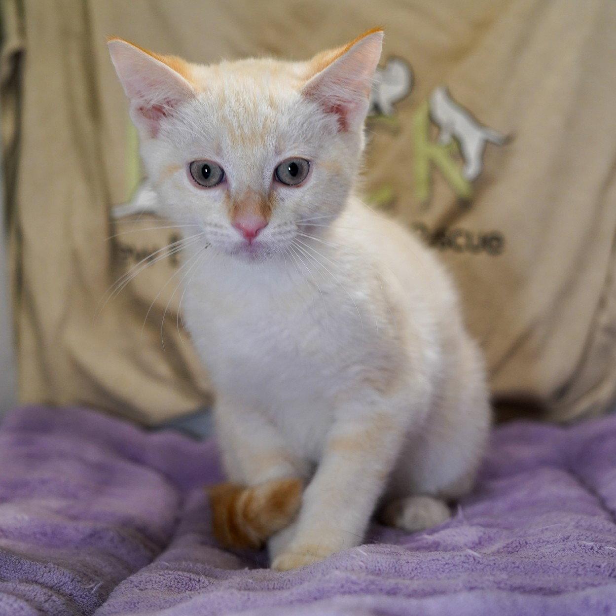 Goldie, a Adoptable mixed breed in Garland, TX image 2/3