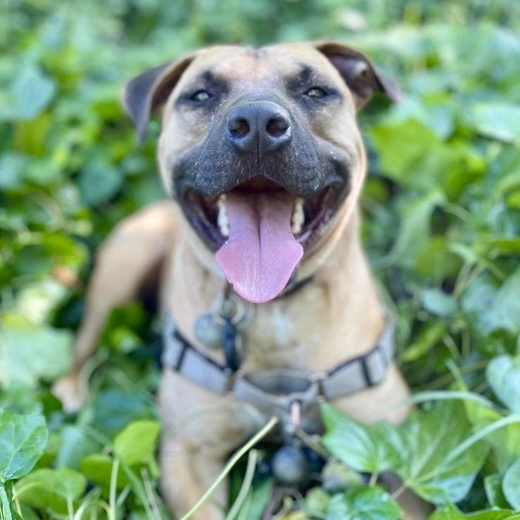 IMPALA now DUKE, Adoptable, Adult Male Pit Bull Terrier & Mixed Breed.