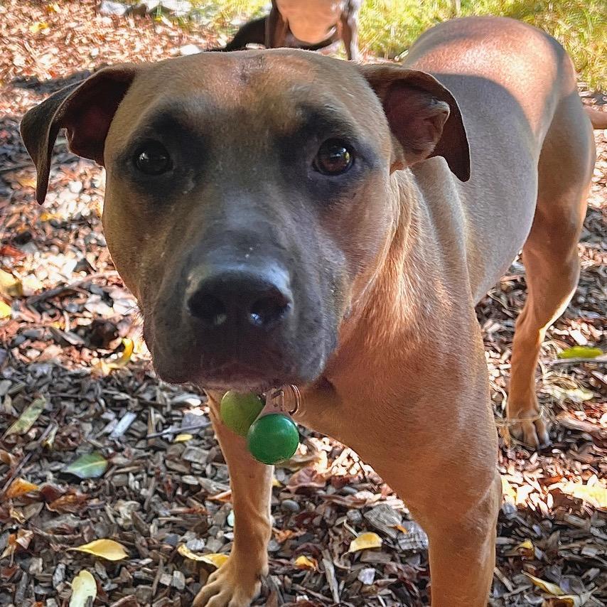 Enlarge IMPALA now DUKE, a Adoptable mixed breed in Point Richmond, CA image 2/6