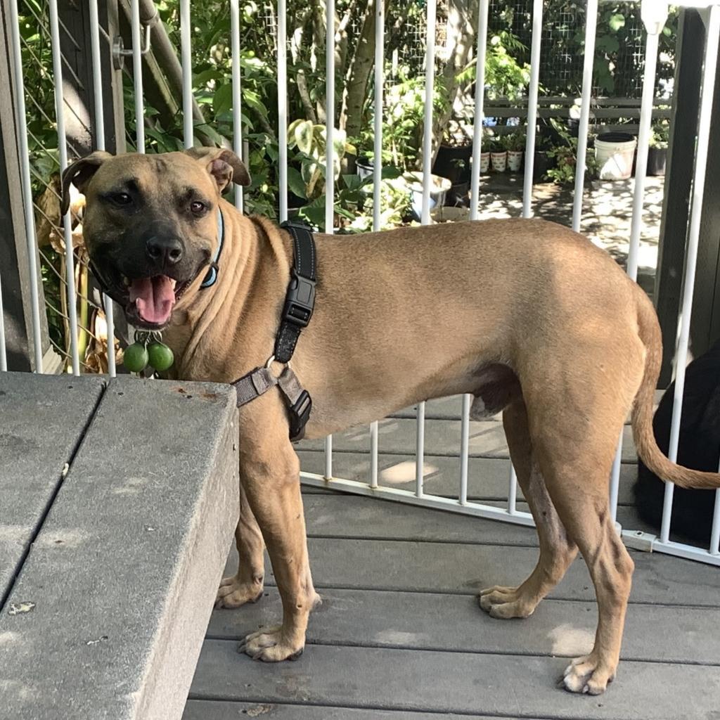 Enlarge IMPALA now DUKE, a Adoptable mixed breed in Point Richmond, CA image 4/6