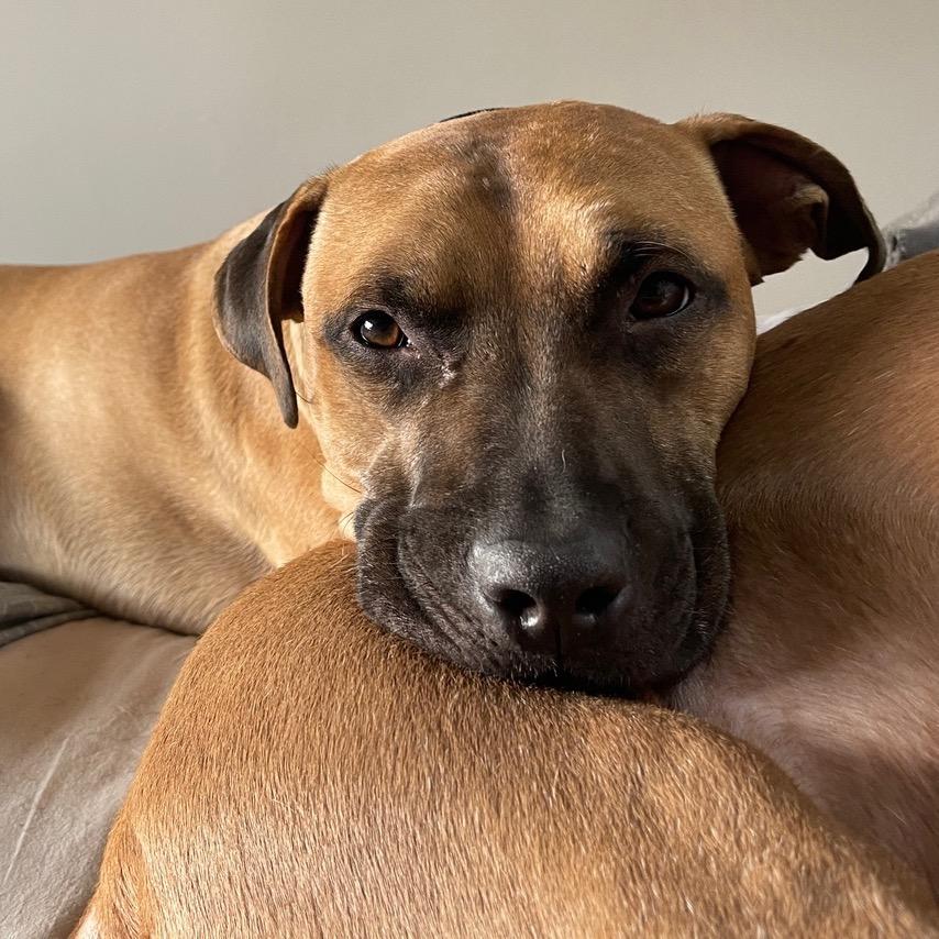 Enlarge IMPALA now DUKE, a Adoptable mixed breed in Point Richmond, CA image 5/6