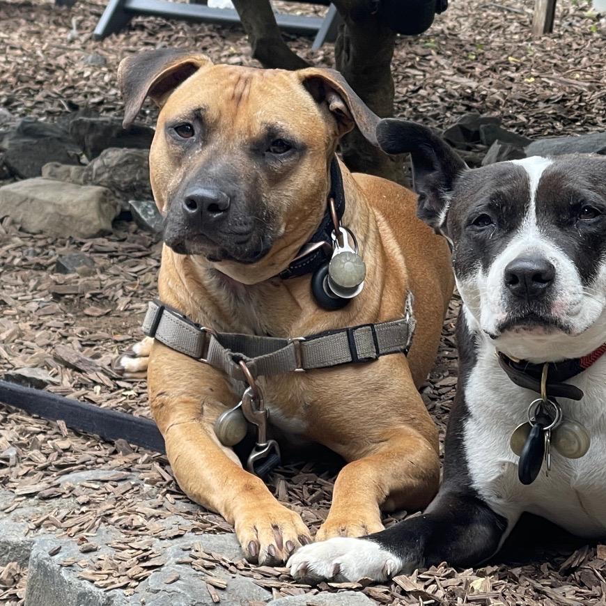 Enlarge IMPALA now DUKE, a Adoptable mixed breed in Point Richmond, CA image 6/6