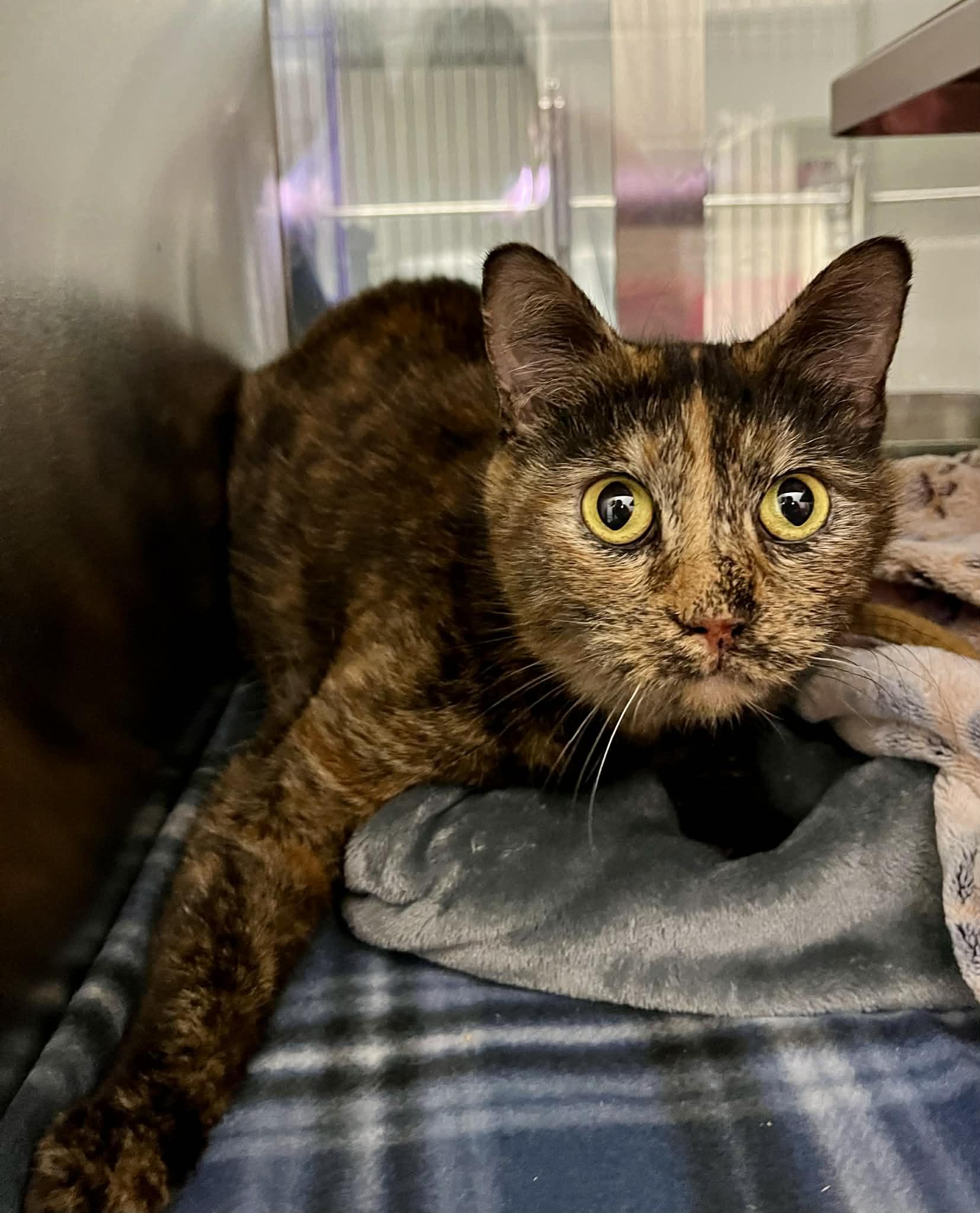 Enlarge Mayble, a Adoptable Domestic Short Hair in Moundsville, WV image 1/1