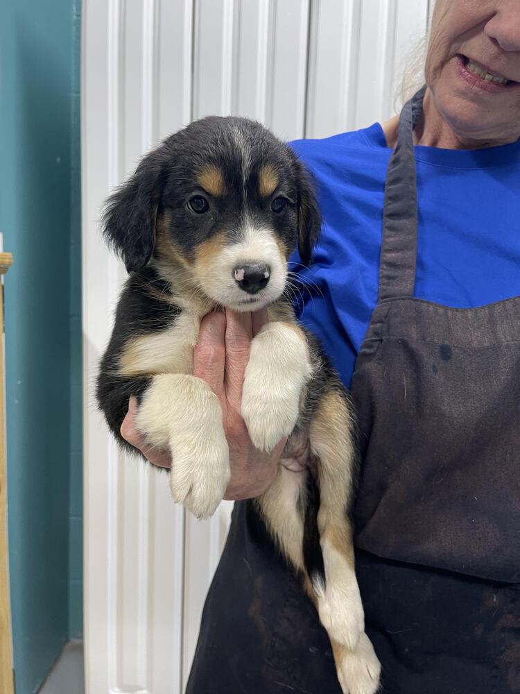 Sally, Adopted, Puppy Female Australian Shepherd & Mixed Breed.