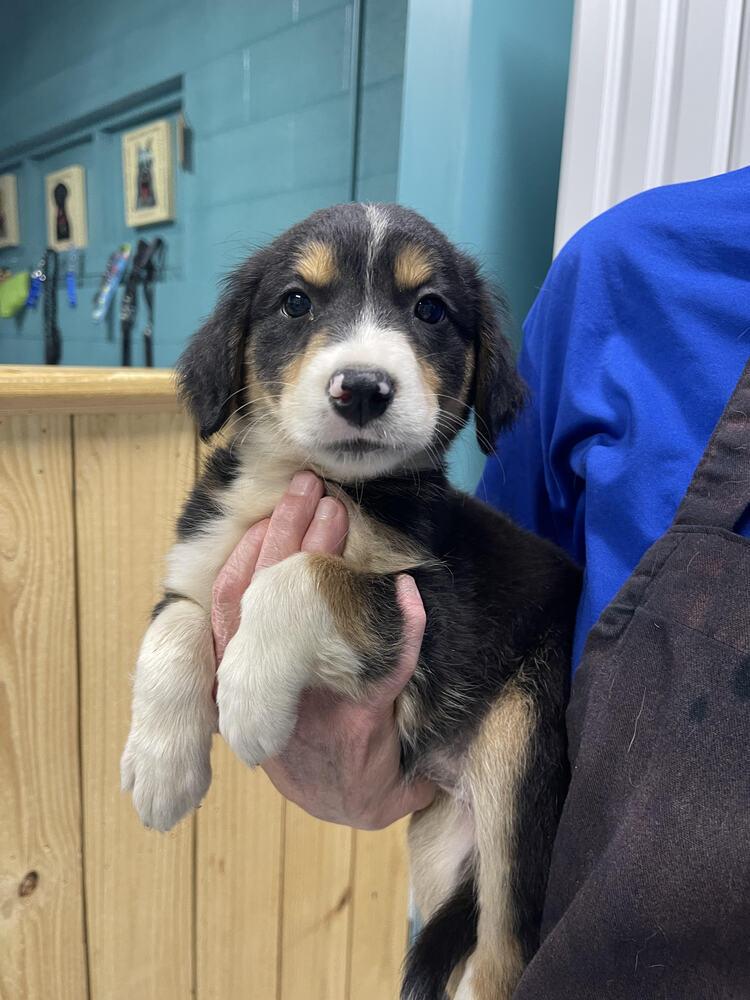 Enlarge Sally, a Adopted mixed breed in Chattanooga, TN image 2/2