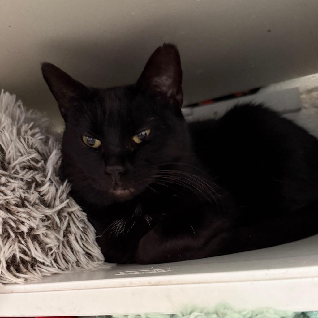 Enlarge Baby Houston, a Adoptable Domestic Short Hair in Denver, CO image 2/3