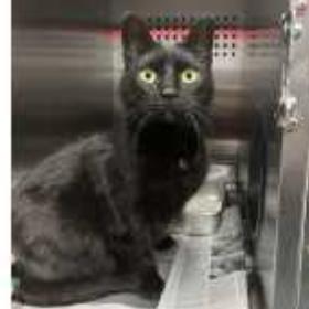 Enlarge Baby Houston, a Adoptable Domestic Short Hair in Denver, CO image 3/3