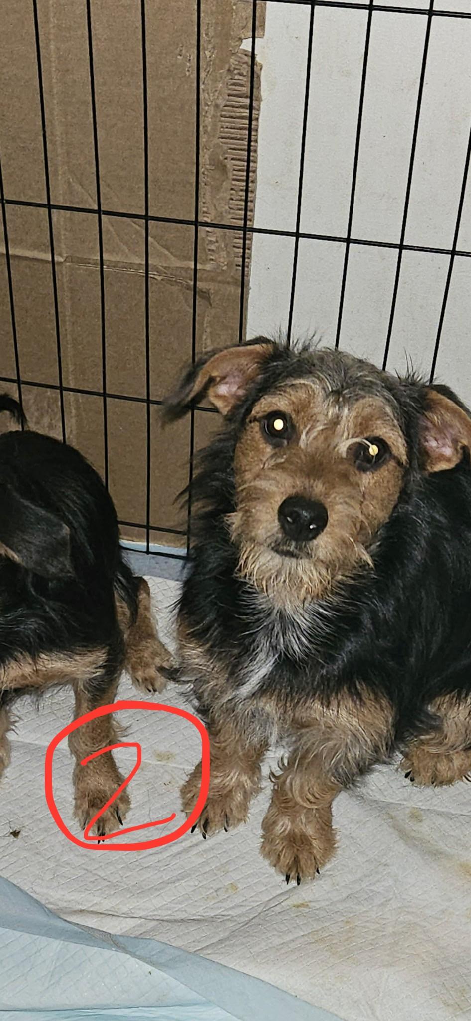 Gretel Green, Adopted, Young Female Yorkshire Terrier & Rat Terrier.