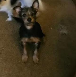 Enlarge Gretel Green, a Adopted mixed breed in Rochester, NY image 2/2
