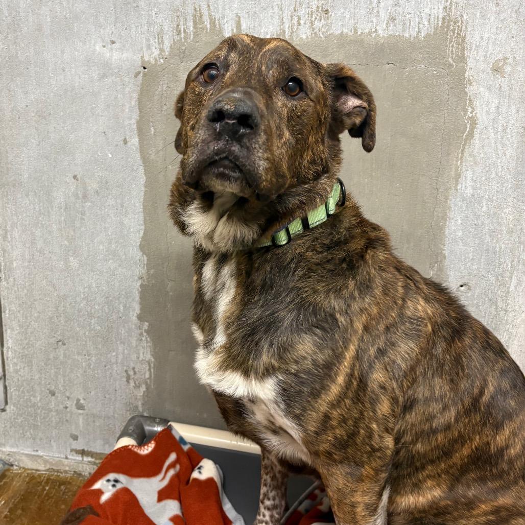 Andy, Adoptable, Senior Male Mixed Breed & Shepherd.