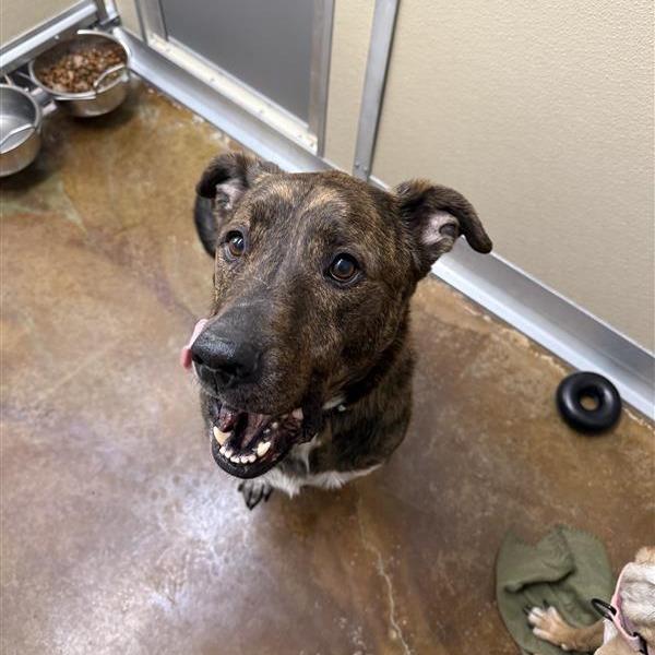 Enlarge Andy, a Adoptable mixed breed in Albuquerque, NM image 2/6