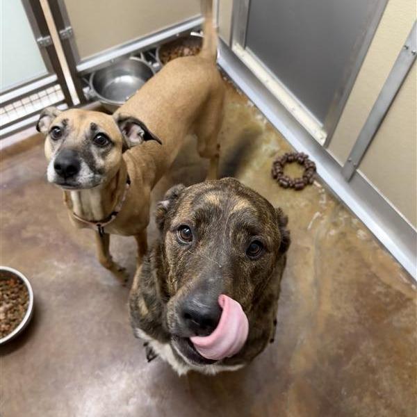 Enlarge Andy, a Adoptable mixed breed in Albuquerque, NM image 3/6