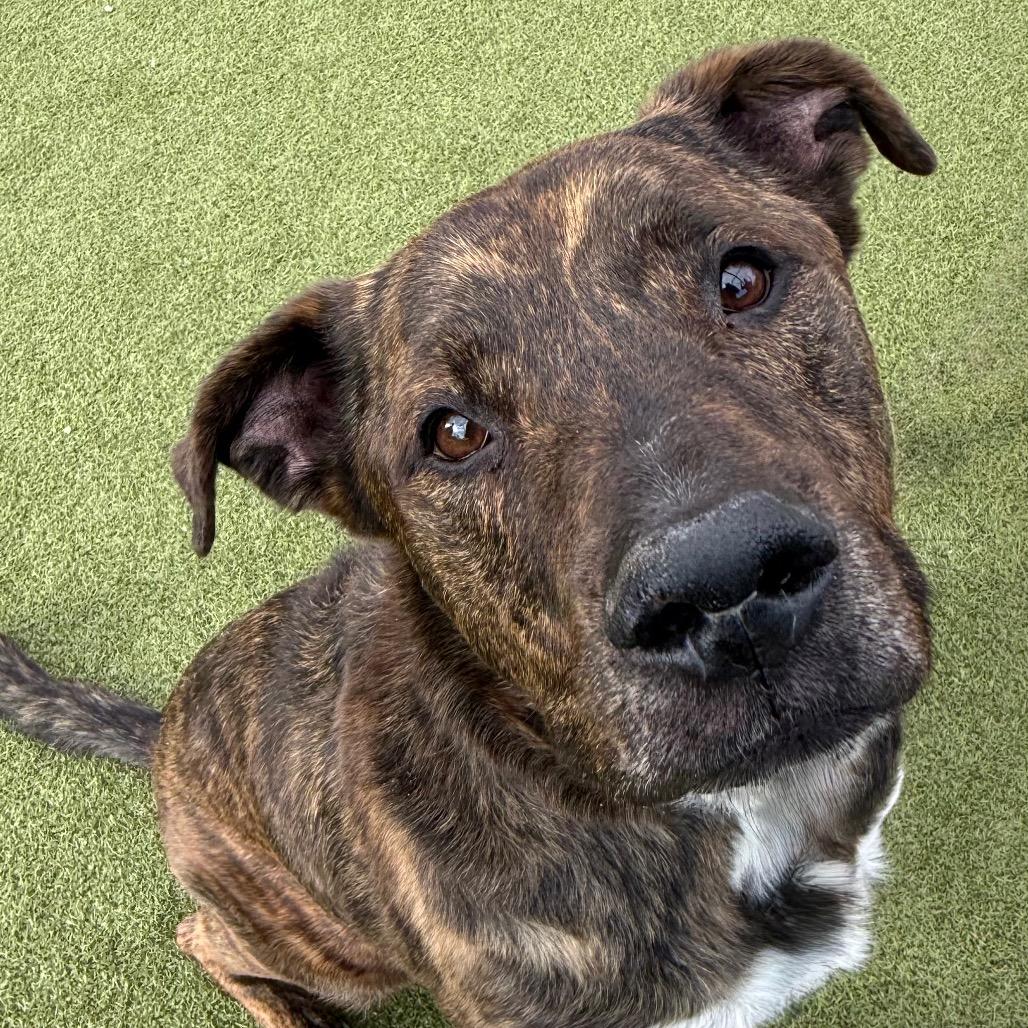 Enlarge Andy, a Adoptable mixed breed in Albuquerque, NM image 5/6