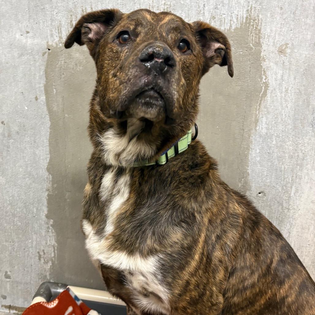 Enlarge Andy, a Adoptable mixed breed in Albuquerque, NM image 6/6