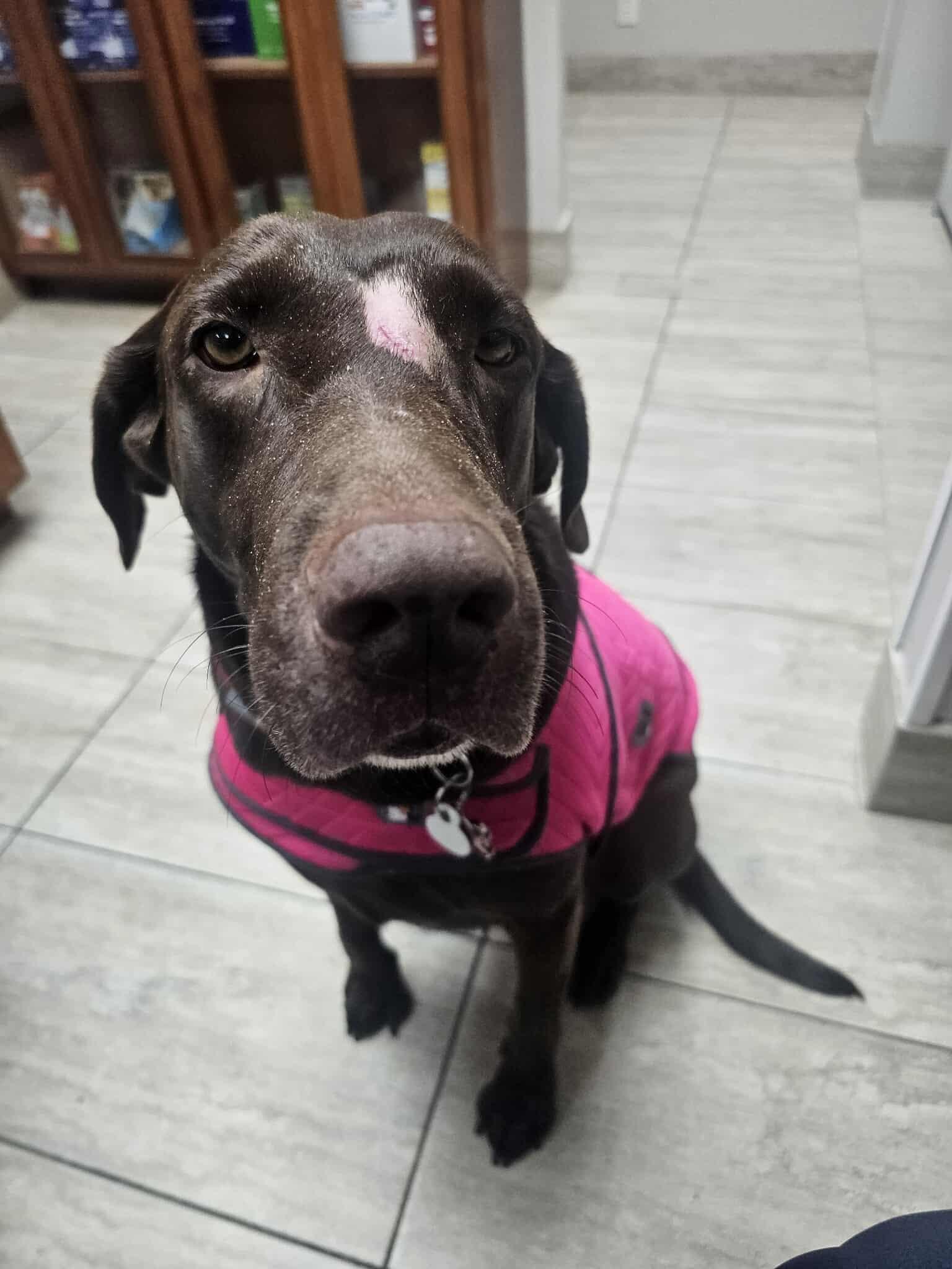 Coco (courtesy post), Adopted, Young Female Chocolate Labrador Retriever.