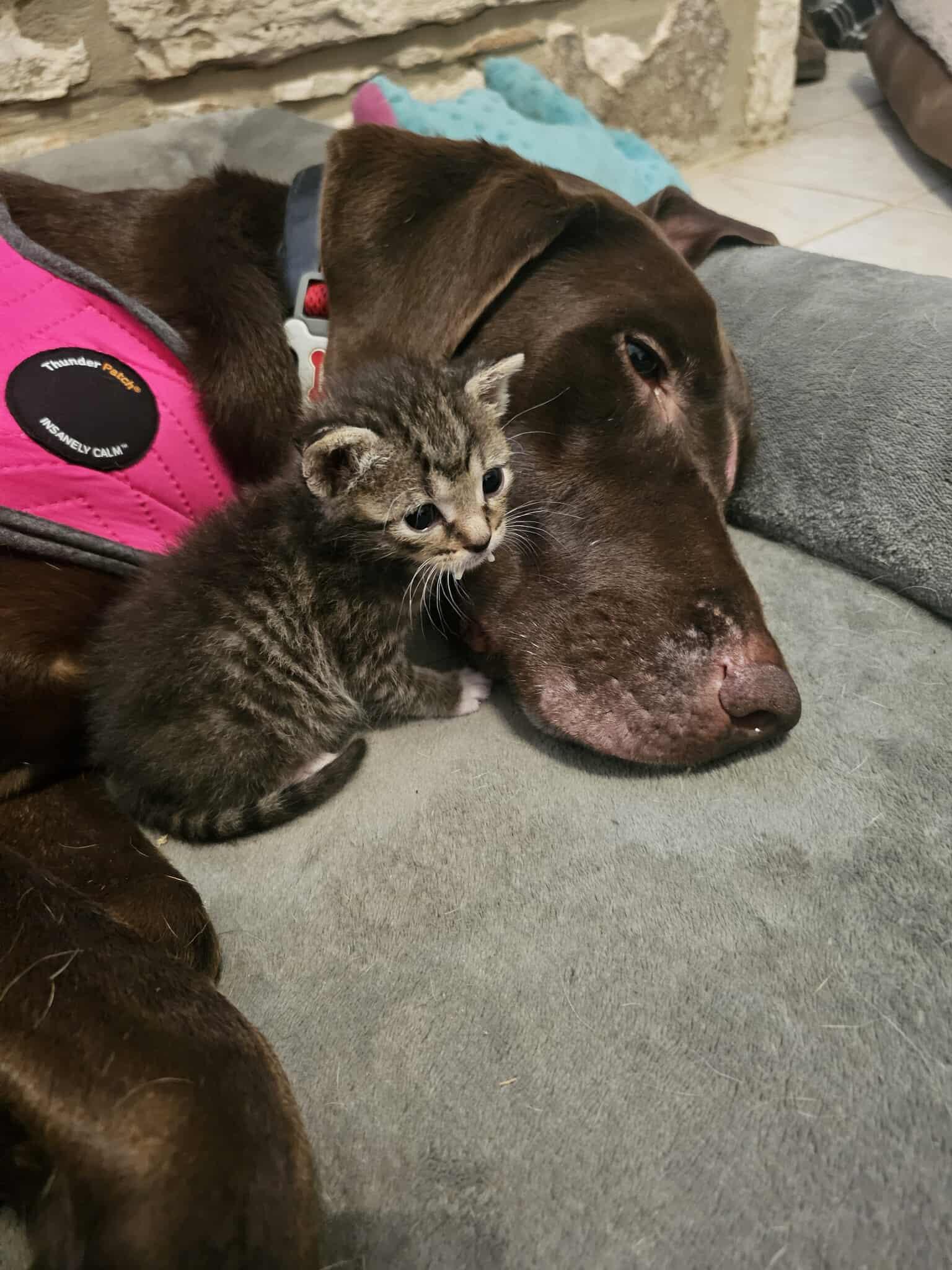 Coco (courtesy post), a Adopted mixed breed in Georgetown, TX image 2/4