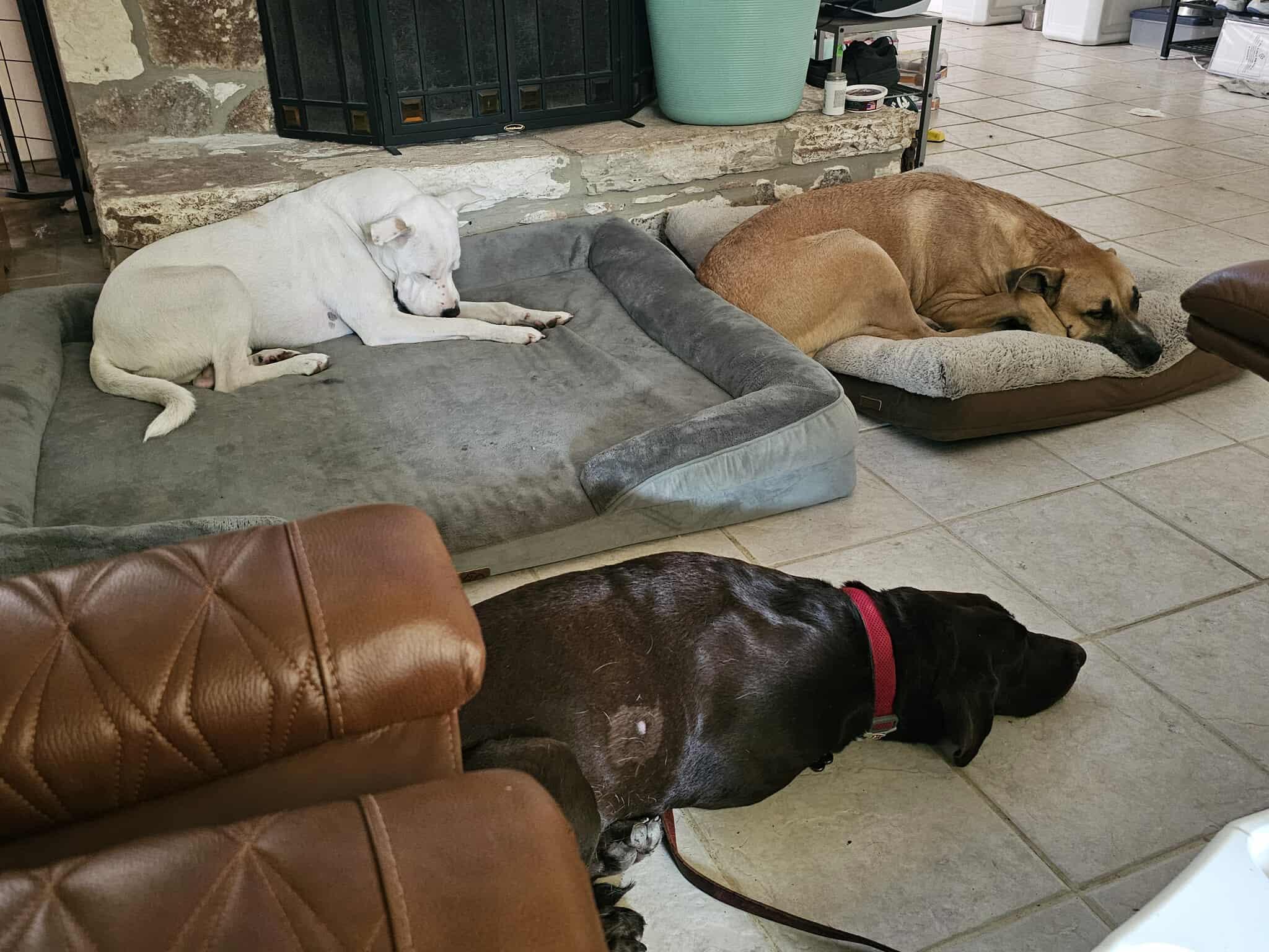 Coco (courtesy post), a Adopted mixed breed in Georgetown, TX image 3/4