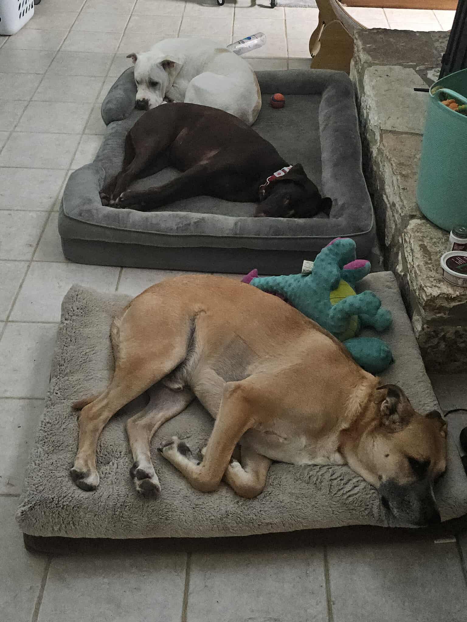 Coco (courtesy post), a Adopted mixed breed in Georgetown, TX image 4/4