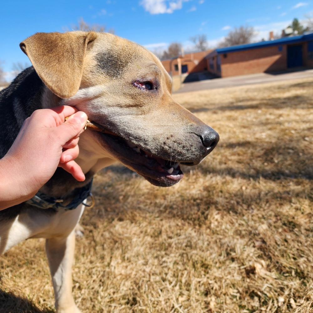 Osito aka Oso, Adoptable, Adult Male Shar-Pei.