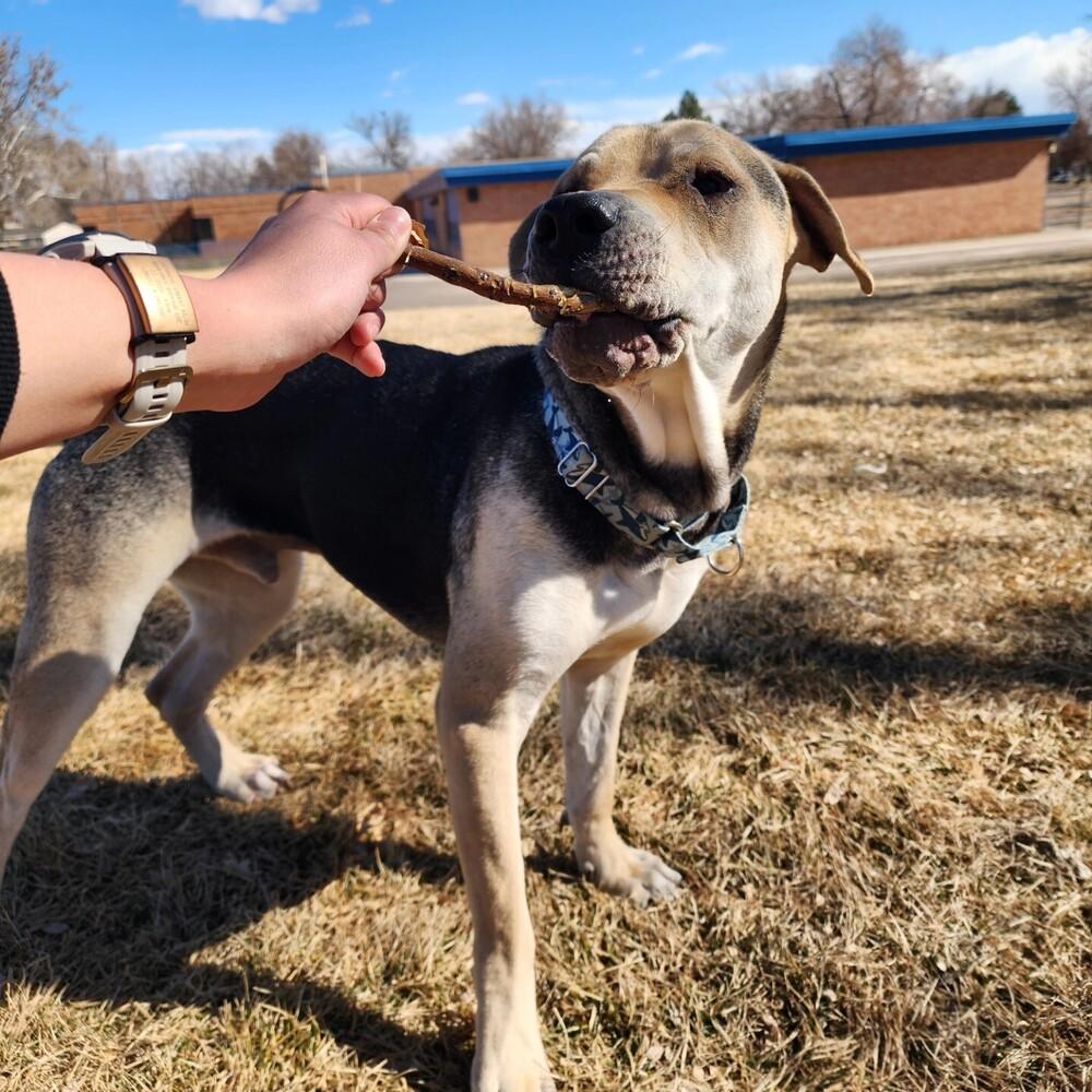 Osito aka Oso, Adoptable, Adult Male Shar-Pei.