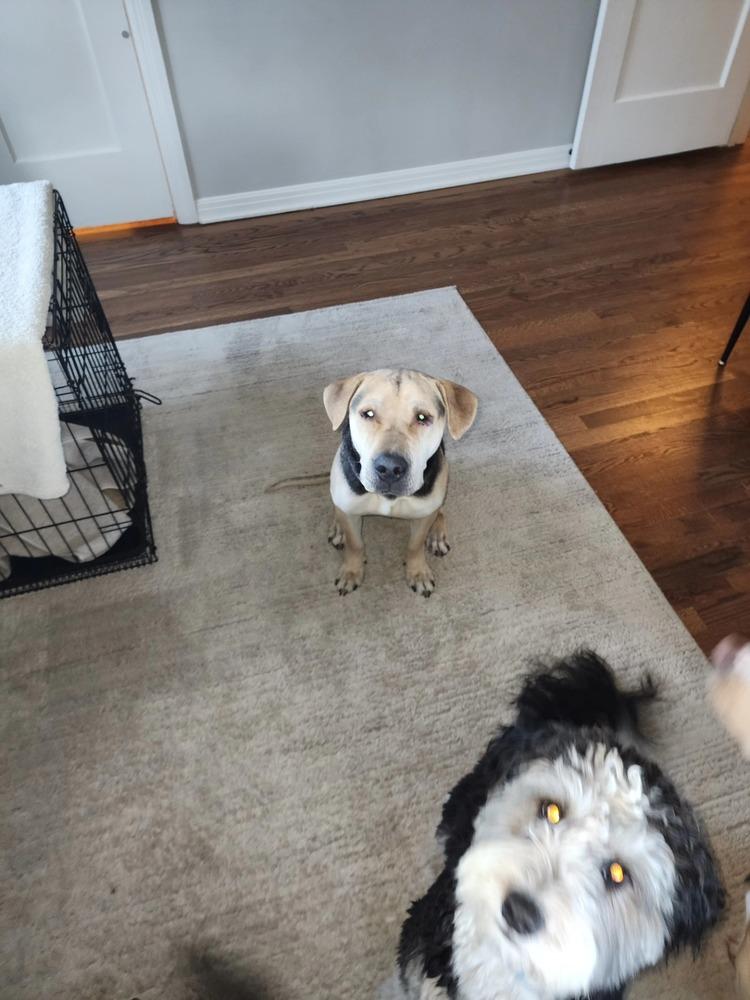 Osito aka Oso, a Adoptable mixed breed in Aurora, CO image 2/6