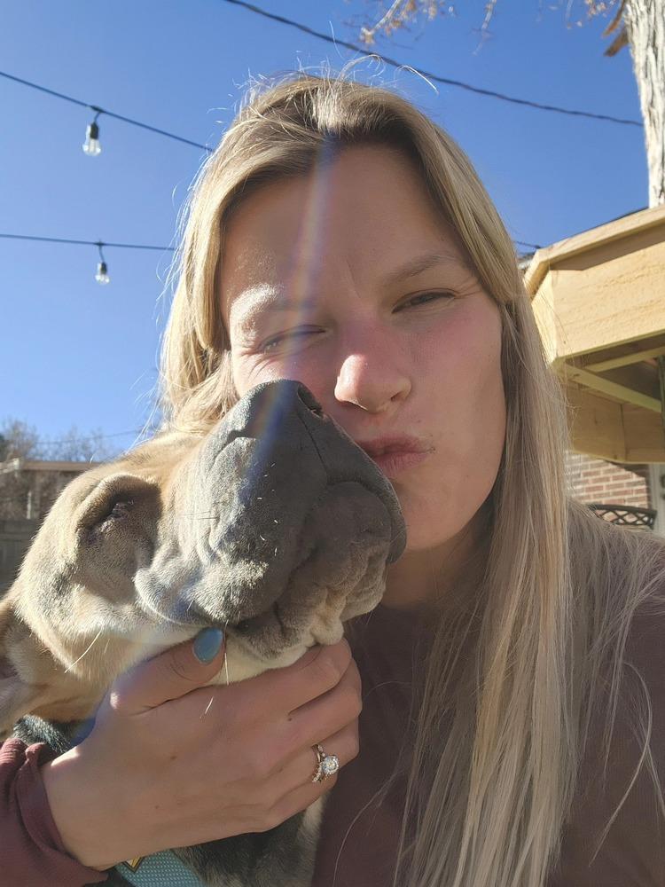 Osito aka Oso, a Adoptable mixed breed in Aurora, CO image 3/6