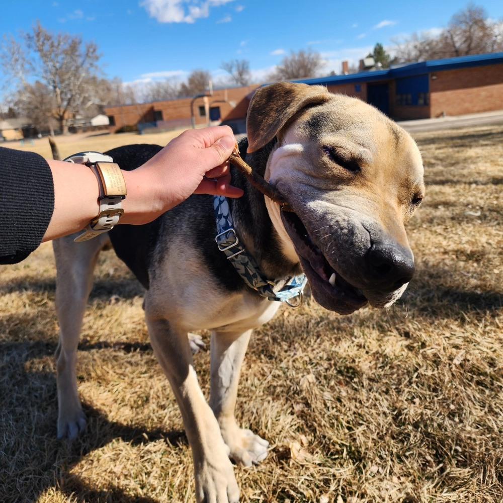 Enlarge Osito aka Oso, a Adoptable mixed breed in Aurora, CO image 3/6