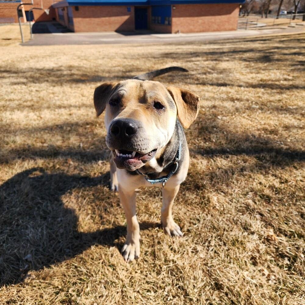 Enlarge Osito aka Oso, a Adoptable mixed breed in Aurora, CO image 4/6