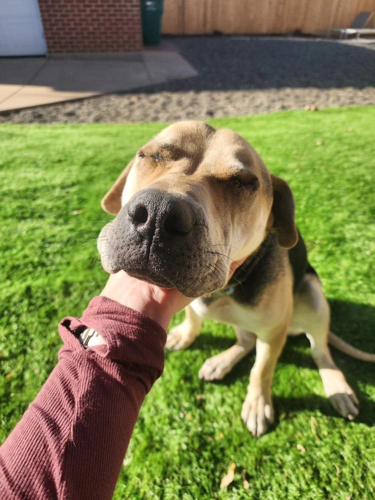 Osito aka Oso, a Adoptable mixed breed in Aurora, CO image 4/6