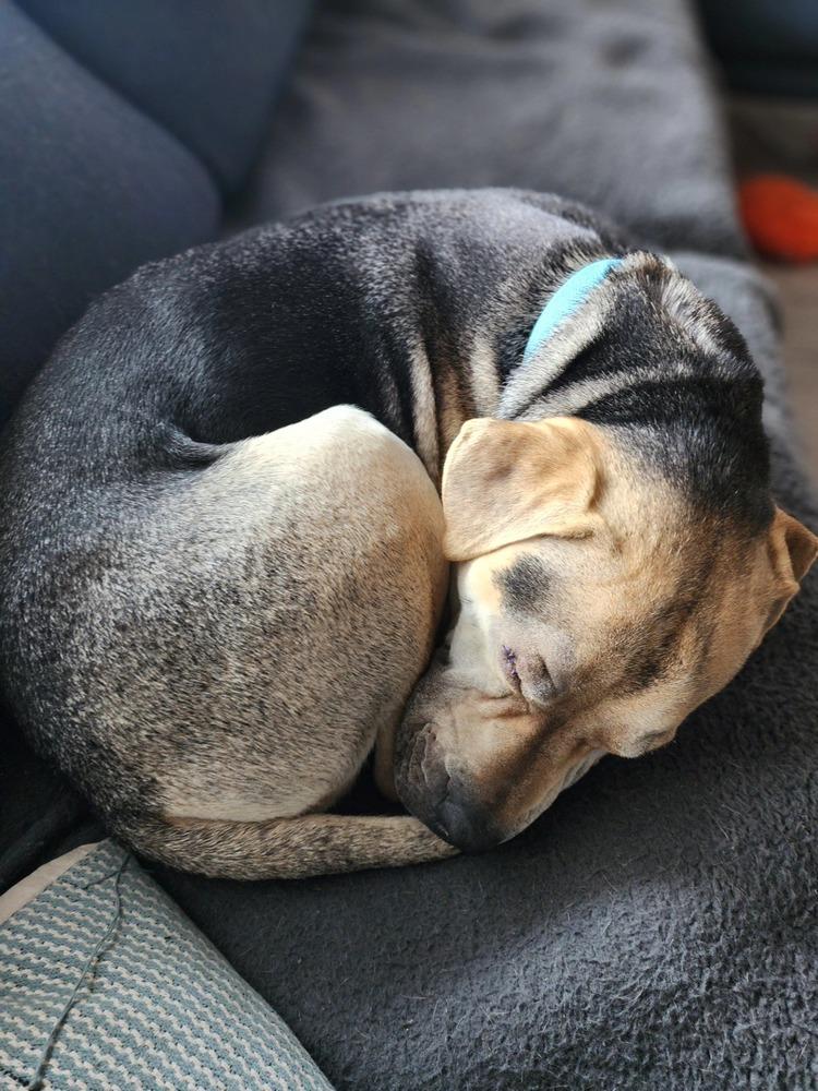 Osito aka Oso, a Adoptable mixed breed in Aurora, CO image 5/6