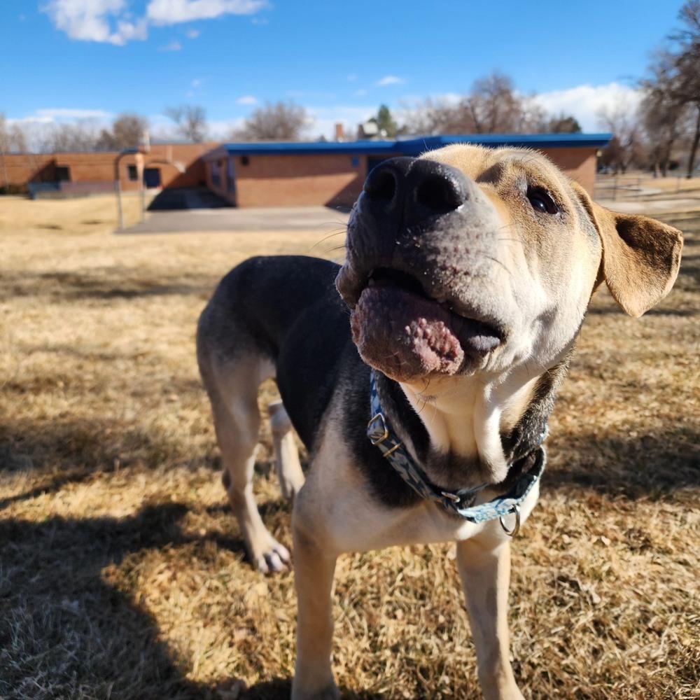 Enlarge Osito aka Oso, a Adoptable mixed breed in Aurora, CO image 6/6