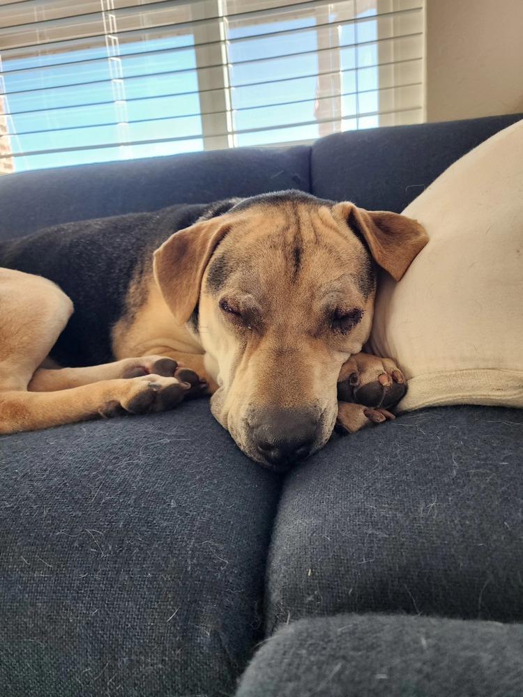 Osito aka Oso, a Adoptable mixed breed in Aurora, CO image 6/6